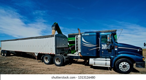 Ingalls, Kansas, USA, October 23, 2014
A John Deere Combine Sends Its Load Of Harvested Milo Grain From It's Storage Hopper Thru It's Discharge Tube Into The Bed Of A Waiting Tractor Trailer Hauler