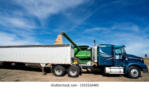 Ingalls, Kansas, USA, October 23, 2014
A John Deere Combine Sends Its Load Of Harvested Milo Grain From It's Storage Hopper Thru It's Discharge Tube Into The Bed Of A Waiting Tractor Trailer Hauler