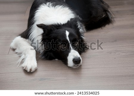 Ingenuous looking female Border Collie lying on cork floor