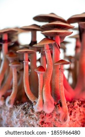 Microdosing involves Ingesting A Small Dose Of A Classic psychedelic Psilocybin