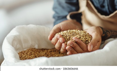 Ingredients for beer at factory, favorite job and startup. Millennial owner worker in apron holds wheat or barley in hands and inhales aroma of grains, in warehouse, cropped, panorama, close up - Powered by Shutterstock