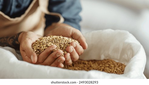 Ingredients for beer at factory, favorite job and startup. Millennial owner worker in apron holds wheat or barley in hands and inhales aroma of grains, in warehouse, cropped, panorama, close up - Powered by Shutterstock