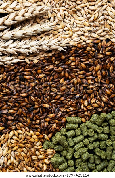 Ingredients for brewers. Pale ale, chocolate and\
caramel malt grains, green hops and wheat ears, close-up. Craft\
beer brewing from grain barley\
malt.