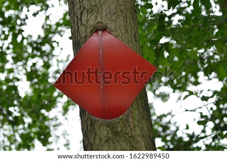 Ingrowing anglo forbade on a tree near a river