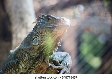Inguana