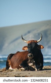 Inguni Cow Sitting On The Beach On The Wild Coast Of South Africa