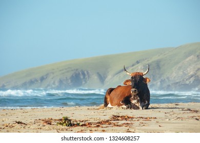 Inguni Cow Sitting On The Beach On The Wild Coast Of South Africa