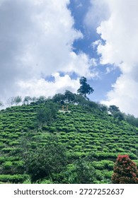 The Inherent Coolness of Tea Fields