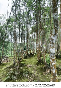 The Inherent Coolness of Tea Fields