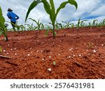 Initial phase development of corn plantation on tropical no-tillage system integrated. Fertilizer moment. Grain fertilizer