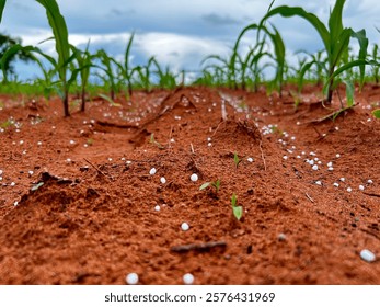 Initial phase development of corn plantation on tropical no-tillage system integrated. Fertilizer moment. Grain fertilizer