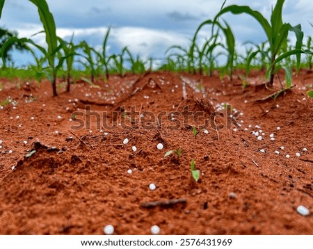 Initial phase development of corn plantation on tropical no-tillage system integrated. Fertilizer moment. Grain fertilizer