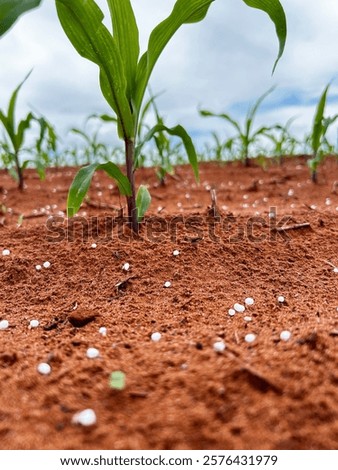 Initial phase development of corn plantation on tropical no-tillage system integrated. Fertilizer moment. Grain fertilizer