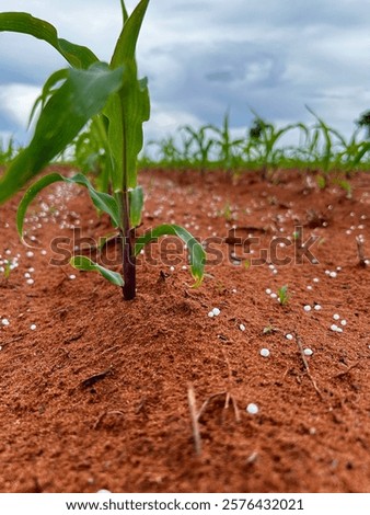 Initial phase development of corn plantation on tropical no-tillage system integrated. Fertilizer moment. Grain fertilizer