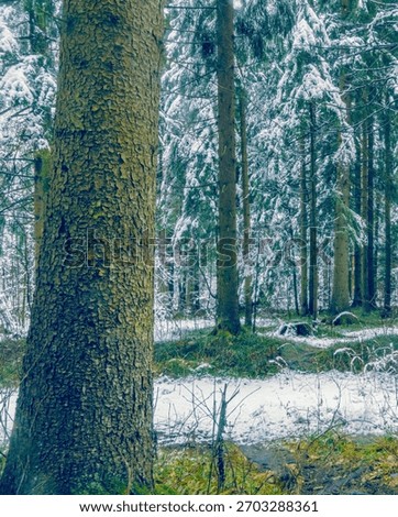 Initial snowfall accentuates towering trees and serene woodland backdrop for conservation themes