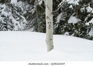 Initials Carved Into The Tree By A Couple