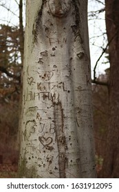 Initials Carved Into Tree Front.