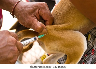 Injected Dogs To Prevent Rabies