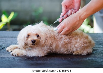 Dog injection Images, Stock Photos & Vectors | Shutterstock