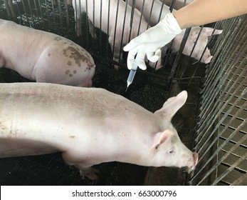 Injection pigs in pig farms , Put on white gloves
