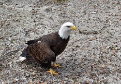 An Injured Adult Male Bald Eagle Stands On The Ground.  