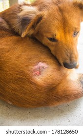 Injured After Fight With Other Dog