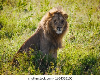 Savane Lion Images Stock Photos Vectors Shutterstock