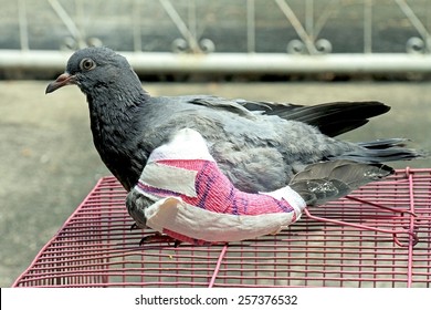 Injured birds, Pigeon with a broken wing, Pigeon, Doves.
