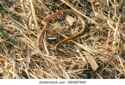 An Injured Brown Dwarf Snake