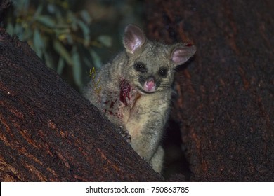 Injured Brushtail Possum