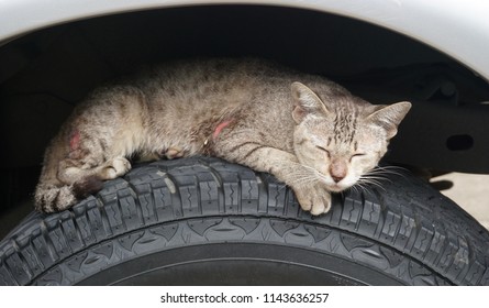 The injured cat lying on the tire of the car. Before leaving the car. - Shutterstock ID 1143636257