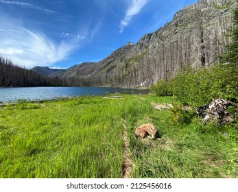 Injured Deer Laying Next To An Alpine Lake Ravaged By A Forest Fire