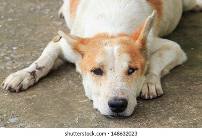 Injured, disabled dog lying on ground.