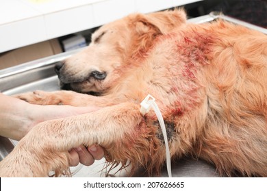 Injured Dog