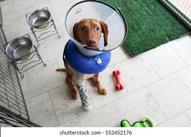 Injured Dog