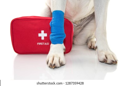 INJURED DOG. CLOSE UP PAW LABRADOR   WITH A BLUE BANDAGE OR ELASTIC BAND ON FOOT AND A EMERGENCY  OR FIRT AID KIT. ISOLATED STUDIO SHOT AGAINST WHITE BACKGROUND. - Shutterstock ID 1287359428
