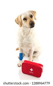 INJURED DOG. LABRADOR SITTING WITH A ELASTIC BLUE BANDAGE OR  BAND ON FOOT OR PAW AND A EMERGENCY  OR FIRT AID KIT. MAKING A FACE. ISOLATED STUDIO SHOT AGAINST WHITE BACKGROUND.