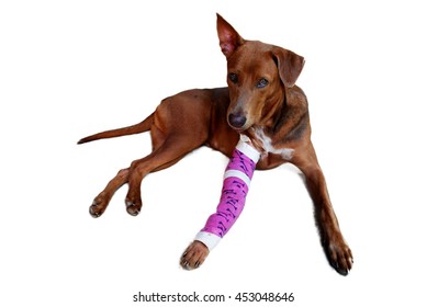 Injured Dog With Pink Bandage On Plaster Cast