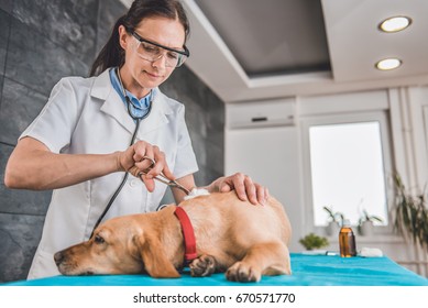 Injured dog receiving first aid at the veterinarian clinic
