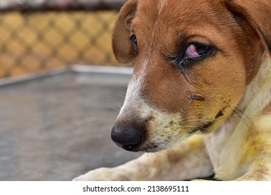  Injured face of young dog, swollen on left side