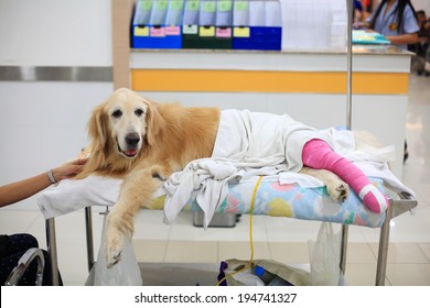 Injured Golden retriever with pink bandage on wheelchair after Veterinary Surgery in hospital