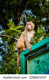 An Injured Indian Monkey. Monkey Caught In A Live Electrical Wire And Lost Its Right Limb. Dehradun, Uttarakhand India.