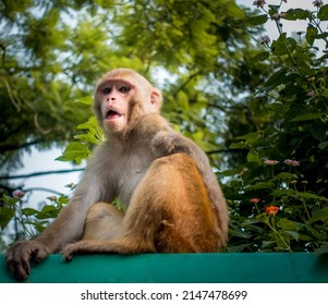 An Injured Indian Monkey Looking Into The Camera. Thins Monkey Caught In A Live Electrical Wire And Lost Its Right Limb Or Hand.