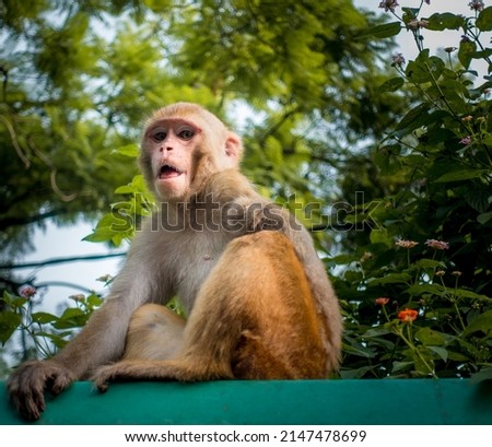 An injured Indian monkey looking into the camera. Thins monkey caught in a live electrical wire and lost its right limb or hand.