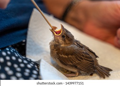 Injured little sparrow is fed by hand by an old woman - Powered by Shutterstock