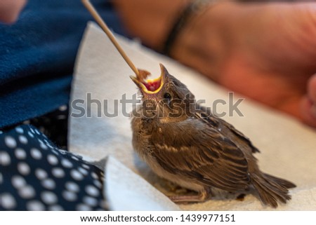 Injured little sparrow is fed by hand by an old woman