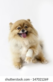 3,008 Dog in cast Images, Stock Photos & Vectors | Shutterstock