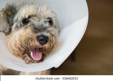 Injured Schnauzer dog ware neck collar.