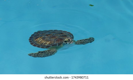 Injured Sea Turtles In Turtle Hospital Marathon, Florida