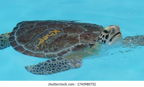 Injured Sea Turtles In Turtle Hospital Marathon, Florida